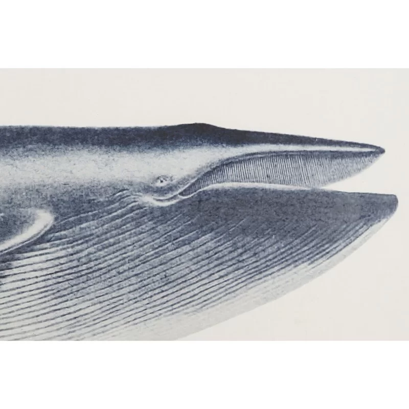 Painting Home ESPRIT Whale 70 x 2,5 x 35 cm (2...
