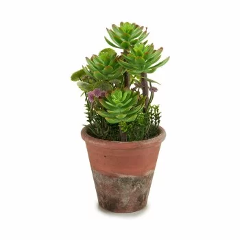 Decorative Plant Succulent Plastic 16 x 23 x 16 cm (12... 2