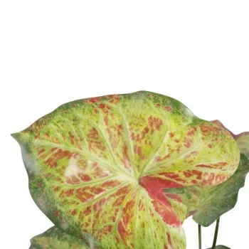 Decorative Plant 48 x 46 x 55 cm Red Green PVC 2