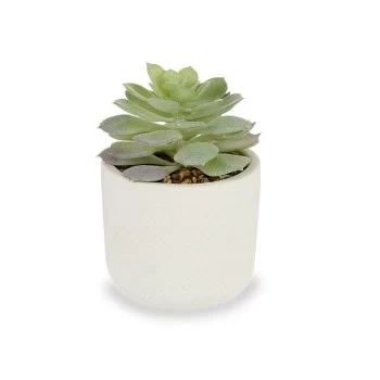 Decorative Plant Succulent Plastic 14 x 13,5 x 14 cm (12... 2