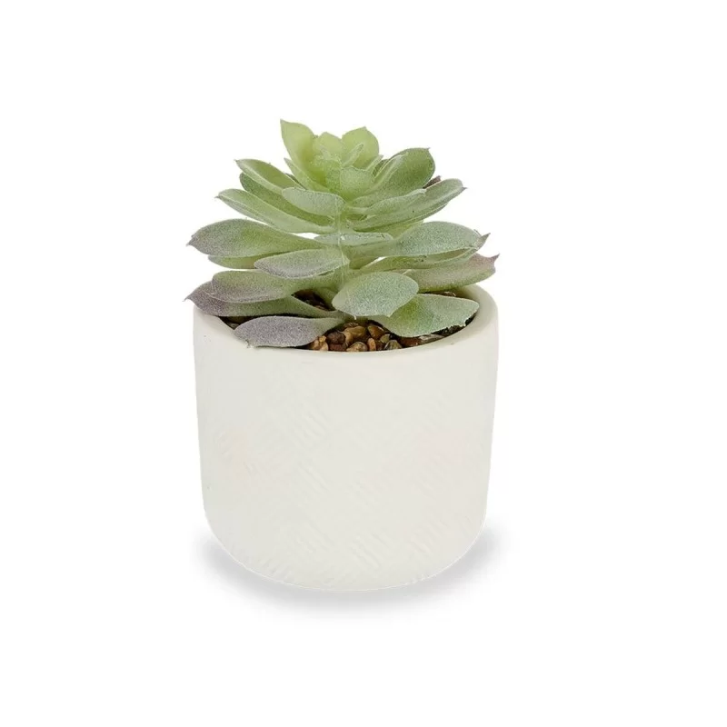 Decorative Plant Succulent Plastic 14 x 13,5 x...