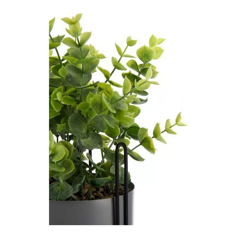 Decorative Plant Grey Eucalyptus With support...
