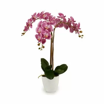 Decorative Plant Orchid Plastic 30 x 80 x 40 cm (2 Units) 2
