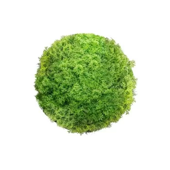 Decorative Plant Ball Moss 20 x 20 x 20 cm
