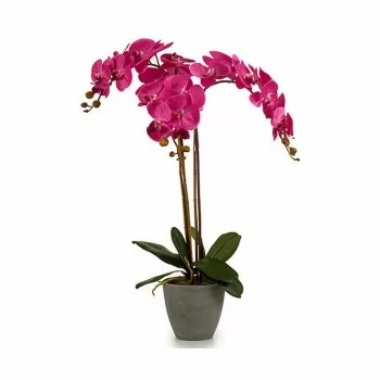 Decorative Plant Orchid Plastic 60 x 78 x 44 cm (2 Units) 2