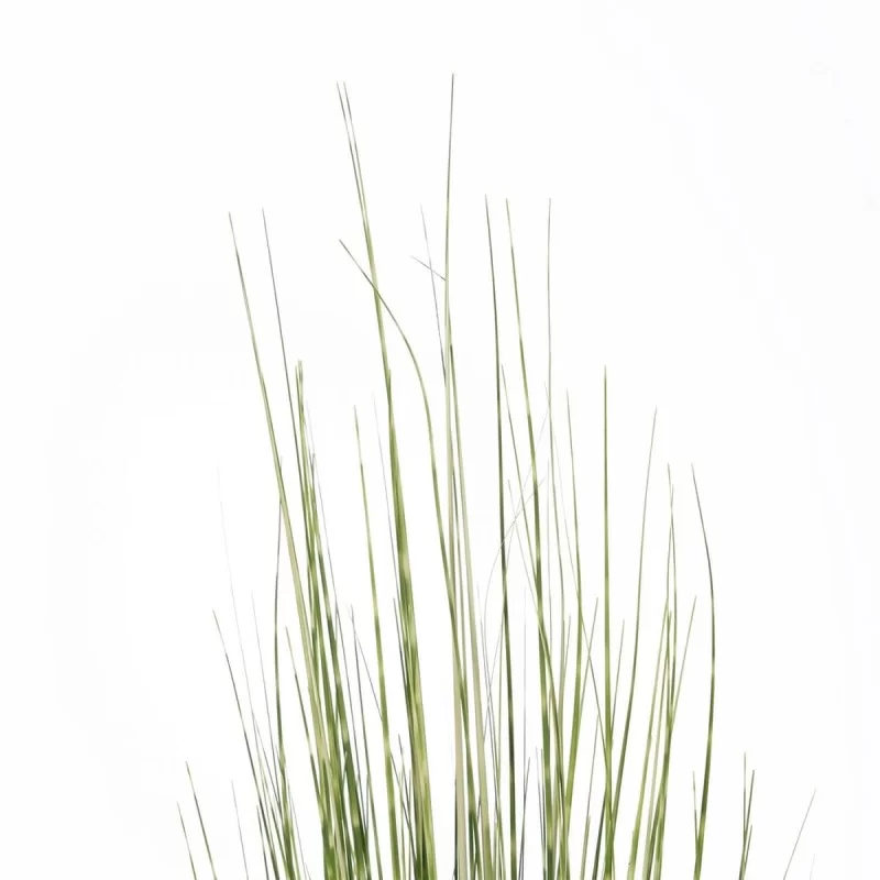 Decorative Plant PVC Steel Cement 152 cm 15,5 x...