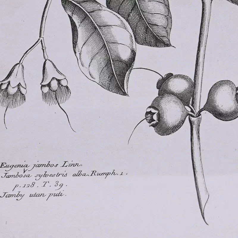 Painting DKD Home Decor Fir Crystal 50 x 65 x 2...