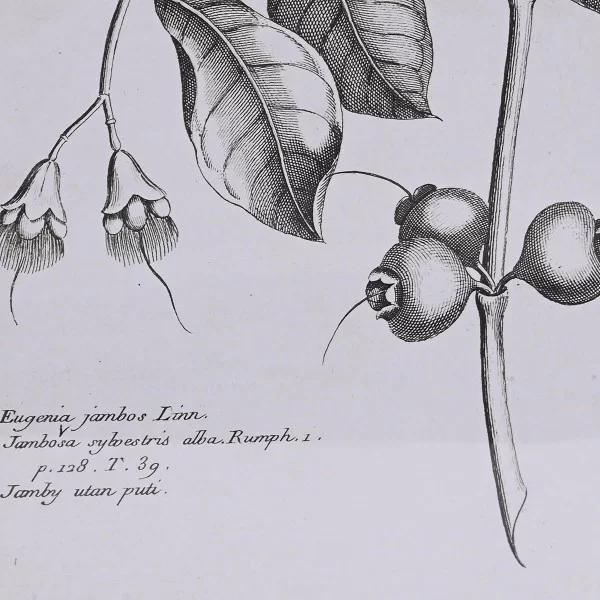 Painting DKD Home Decor Fir Crystal 50 x 65 x 2 cm 50 x 2 x 65 cm Botanical plants (4 Pieces)