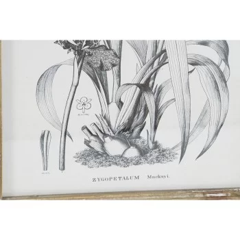 Painting DKD Home Decor Modern Botanical plants 30 x 2 x... 2