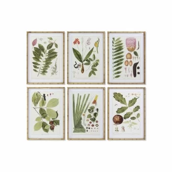 Painting DKD Home Decor 50 x 2,8 x 70 cm Modern Botanical...