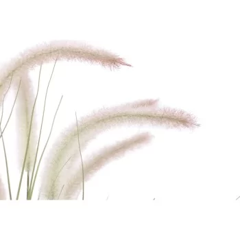 Decorative Plant Home ESPRIT PVC Polyethylene 60 x 60 x... 2