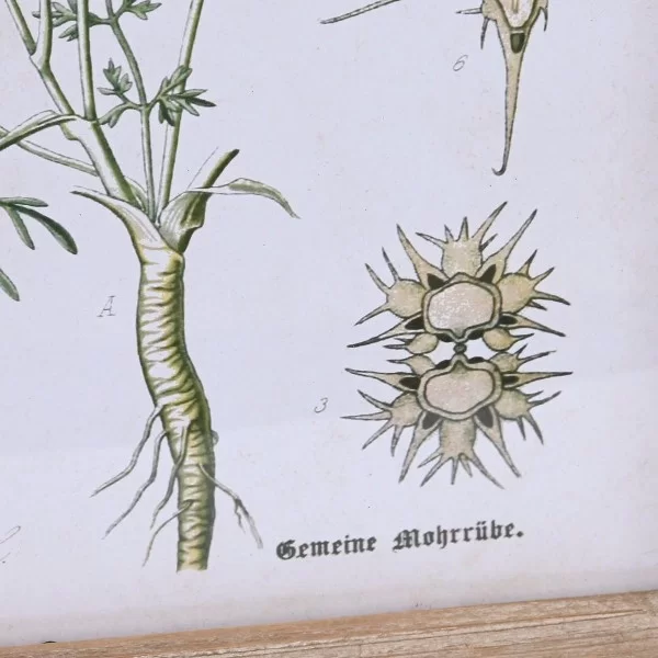 Painting DKD Home Decor Fir Crystal 40 x 2 x 60 cm Botanical plants (6 Pieces)