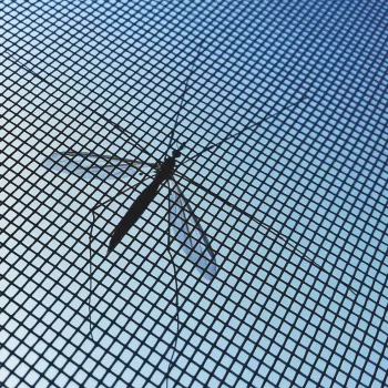 Cuttable Anti-mosquito Adhesive Window Screen InnovaGoods 2