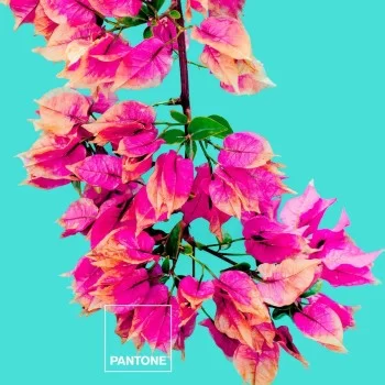 Bedding set Bugnavilla Pantone 2