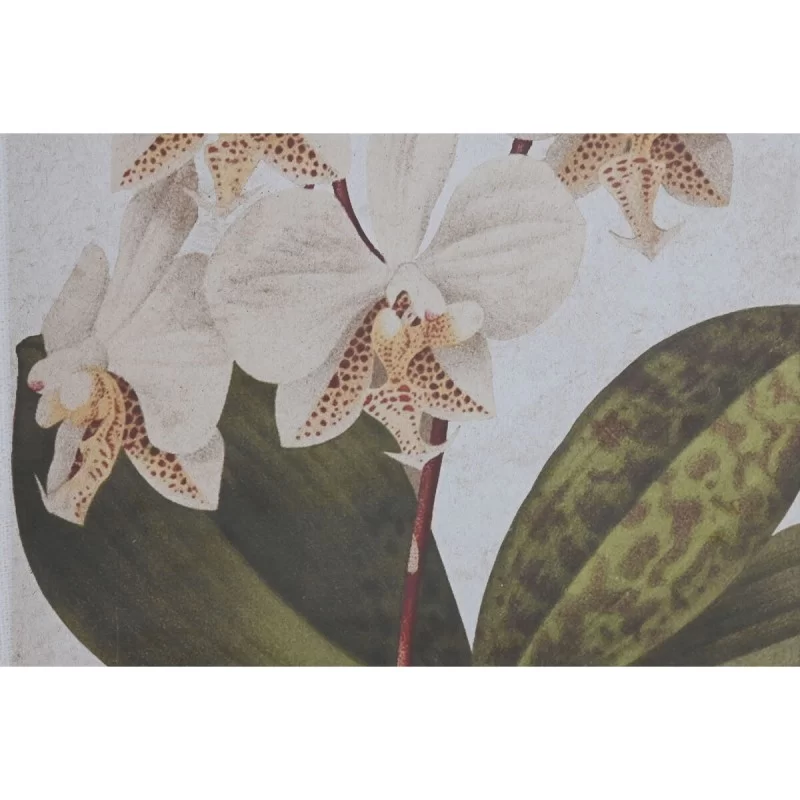 Painting Home ESPRIT Tropical Orchid 50 x 2,5 x...